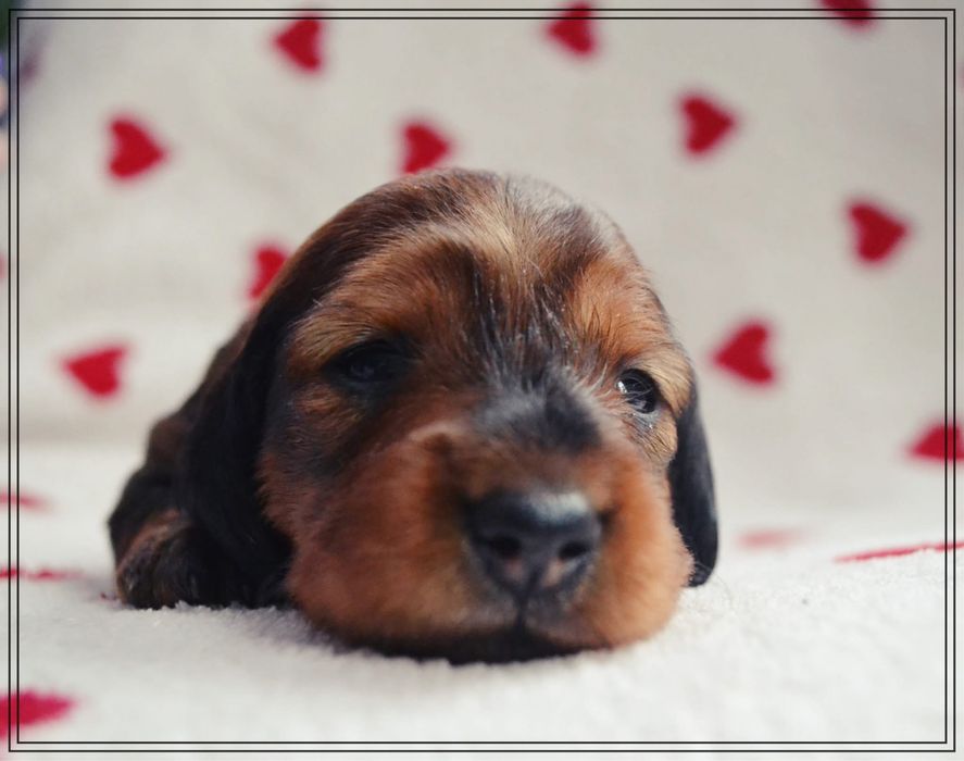 Jamnik Długowłosy Standardowy