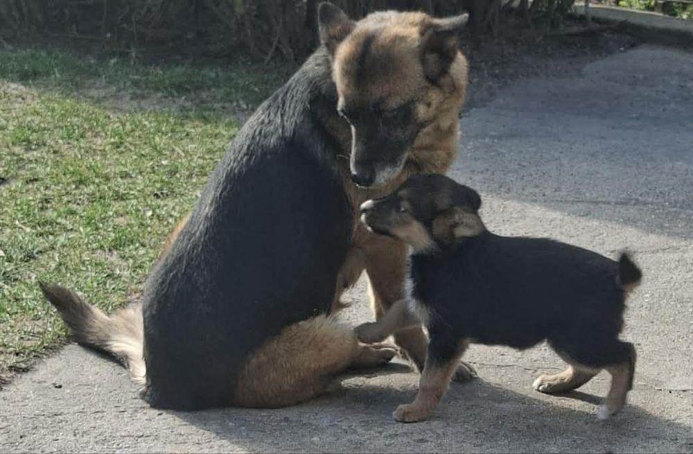 Szczeniak do oddania