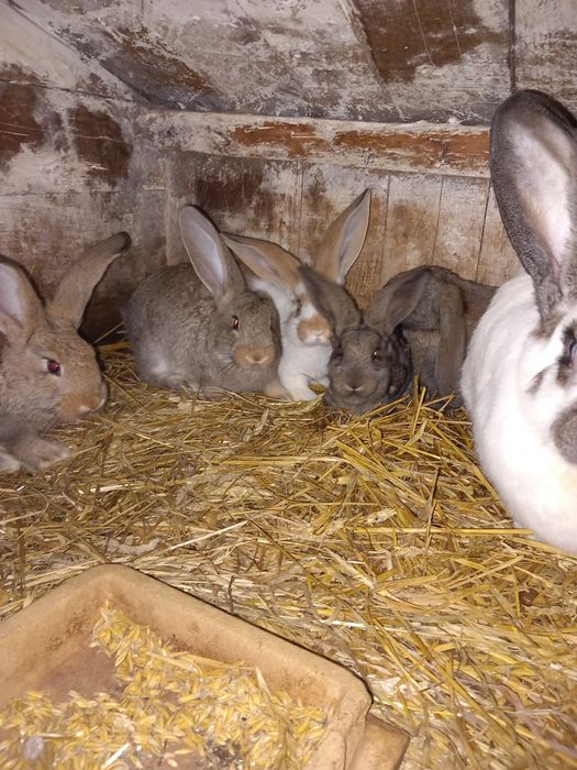 Króliki młode, samice, samce, tuszki