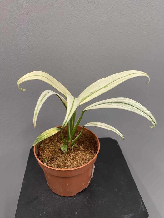 Epipremnum Amplissimum Variegata