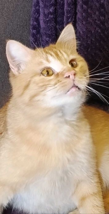 Лагідний молодий рудий котик на щастя)