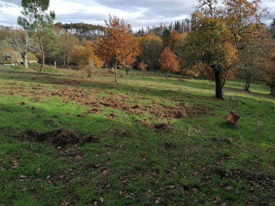 Quinta agrícola 20 000 m2 Cabanas de Viriato