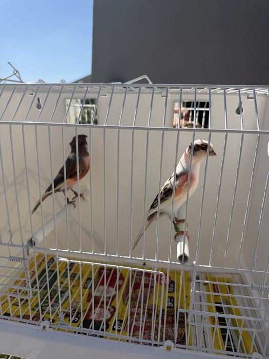 Casal de alerquim