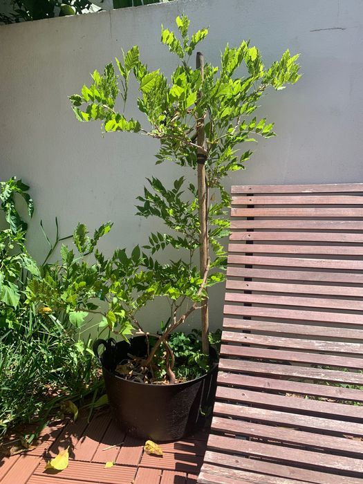 Planta glicínia