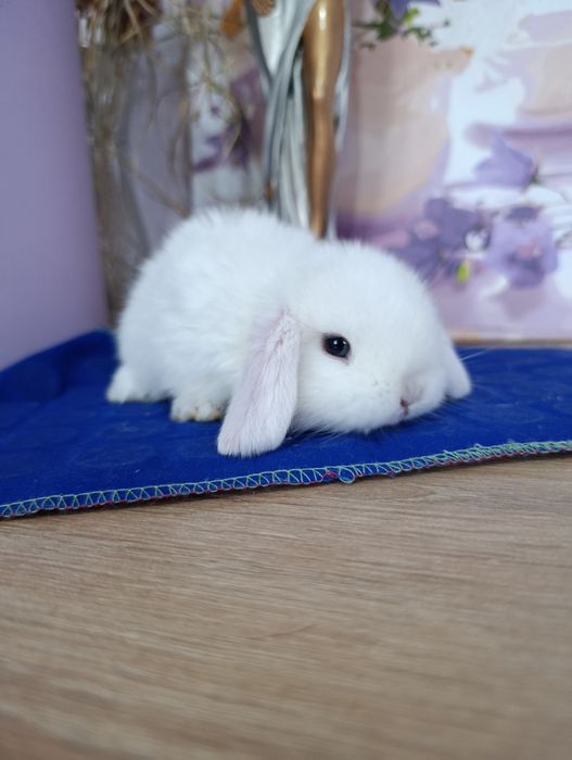Белый вислоухий кролик, баранчик