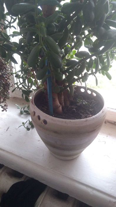 Денежное дерево (красула)