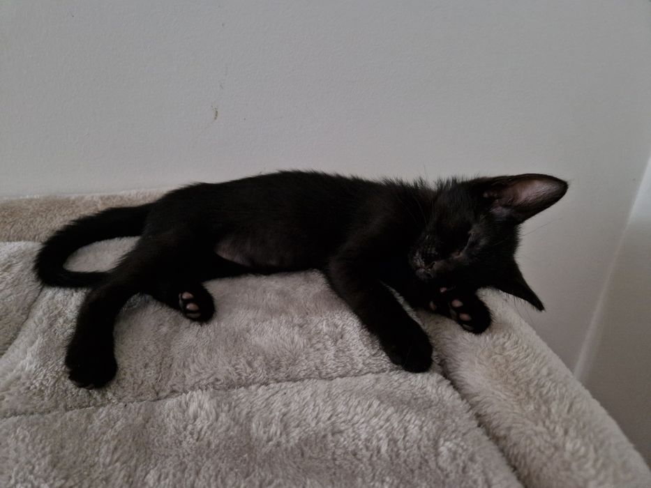 Doação gatinha bebé de 2 meses com kit