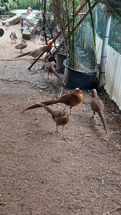 Faisões dourados de 2025