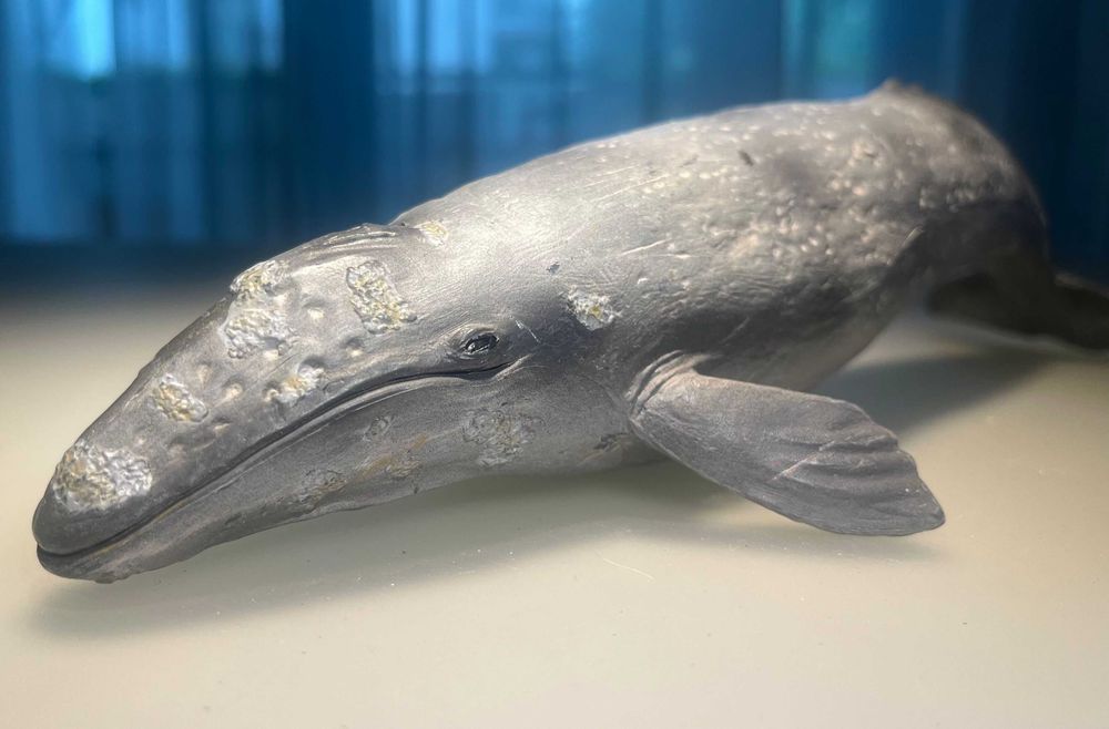 Schleich 16082 Grey Whale kolekcjonerski wieloryb szary z 2000 roku – retired / unikat