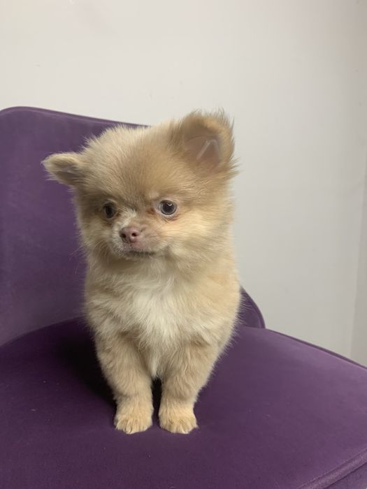 Хлопчик чихуауа довгошерстий КСУ