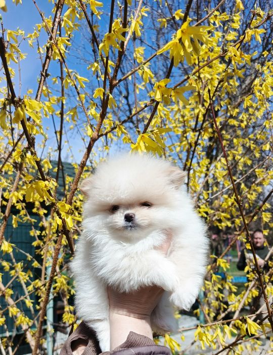 Київ.Міні ведмежа Чіп прививка документи.