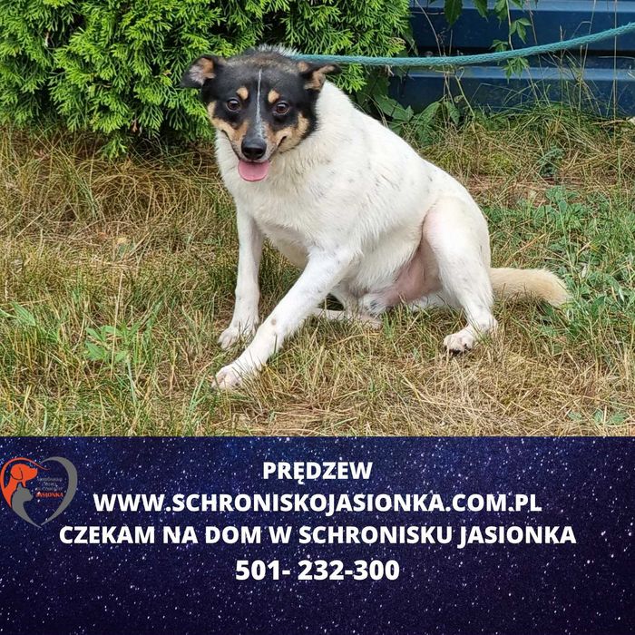 PRĘDZEW do adopcji – Schronisko Jasionka