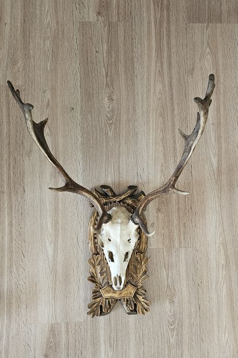 Poroże jelenia trofeum