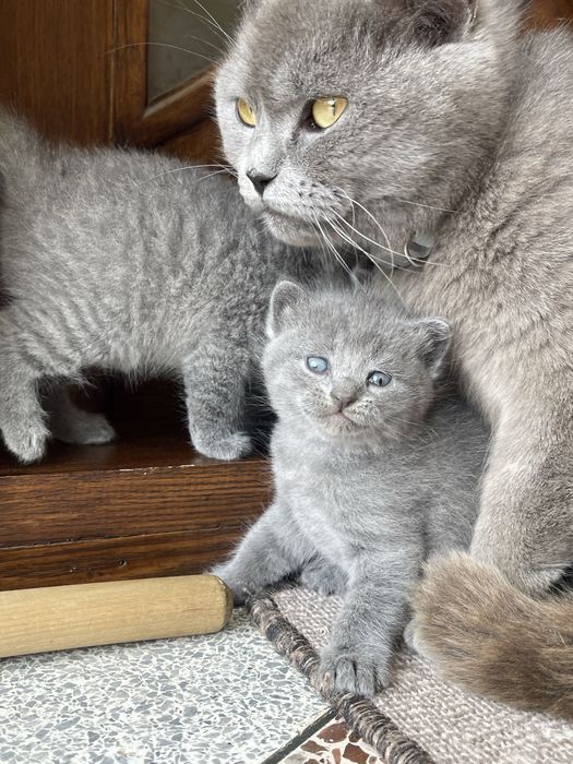 Британські котята
