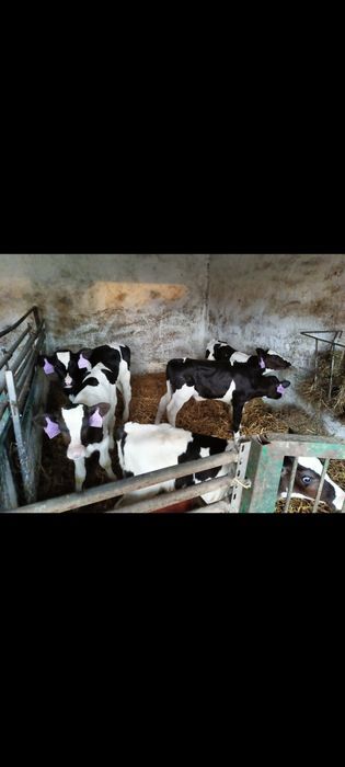 Cielęta mięsne i czarno białe