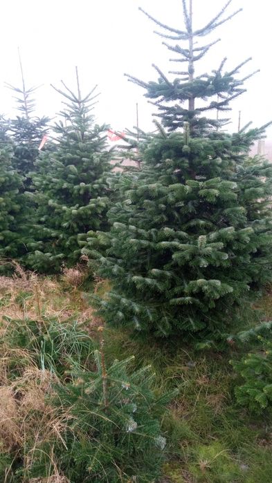 Choinki jodła kaukaska gałęzie