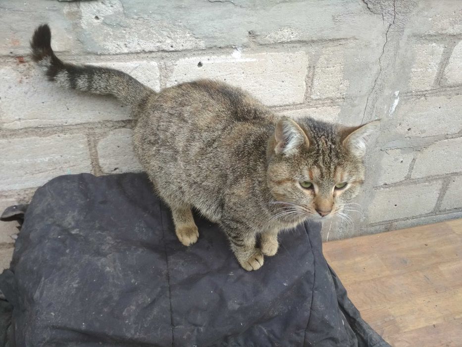 Кішку отдамо в хороші руки