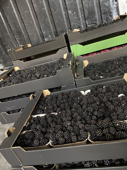 Sprzedam sadzonki malin