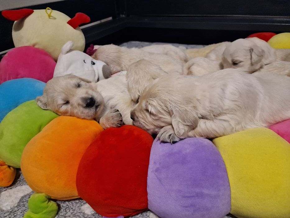 Golden Retriever szczeniak fci zkwp szkolenie gratis