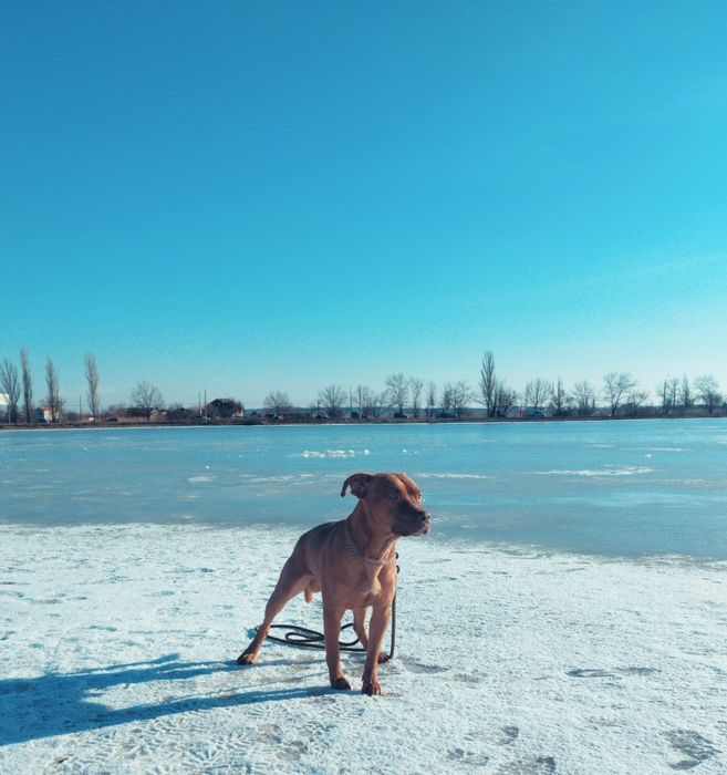 Предлагаю для вязки кобеля питбультерьера ККУ (питбуль, апбт)