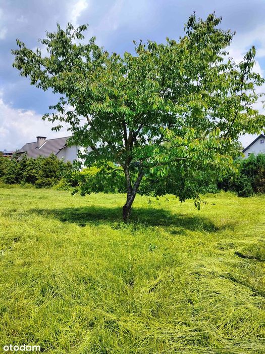 Działka budowlana Podgrabie / Jasna - Widok 4