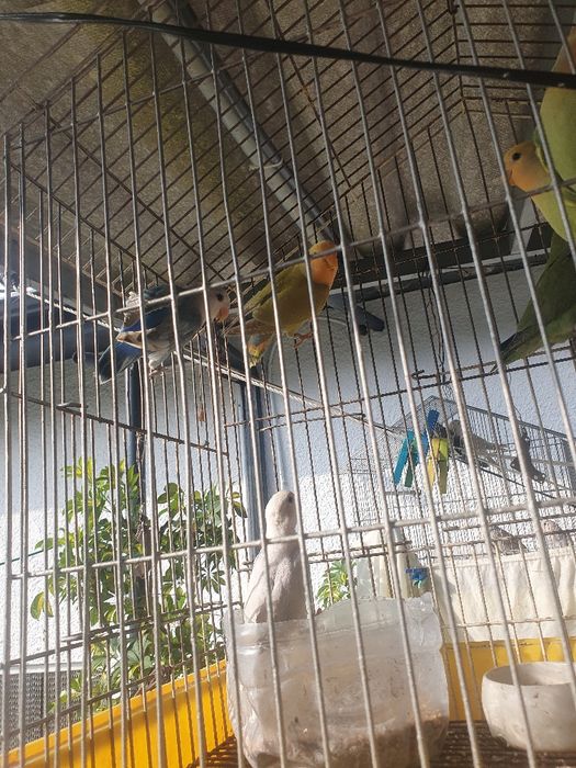 Agapornis roseicolis aguardar sexagem