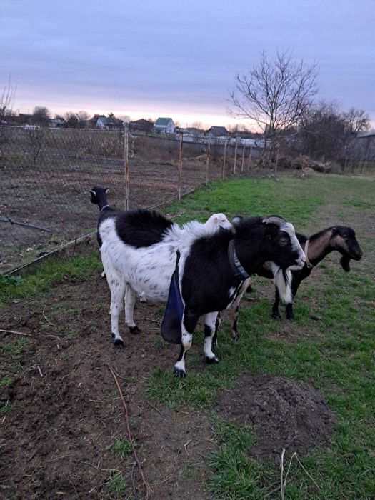 Продам козла Ламанчи