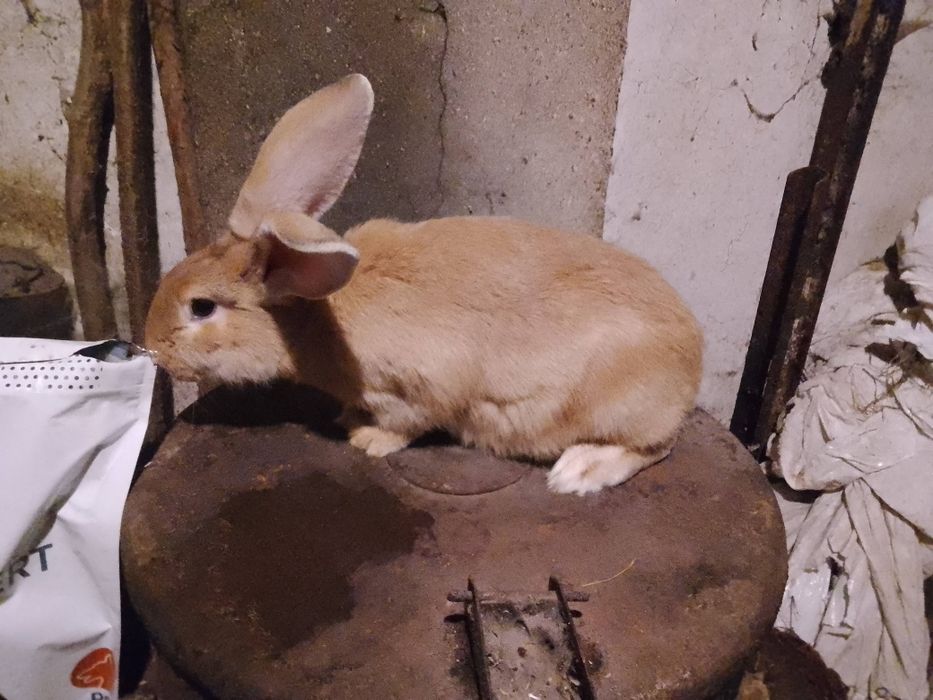 Królik króliki samica 2025r.