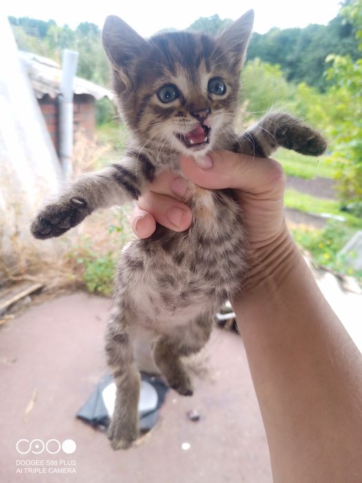 Отдам котят  добрым людям