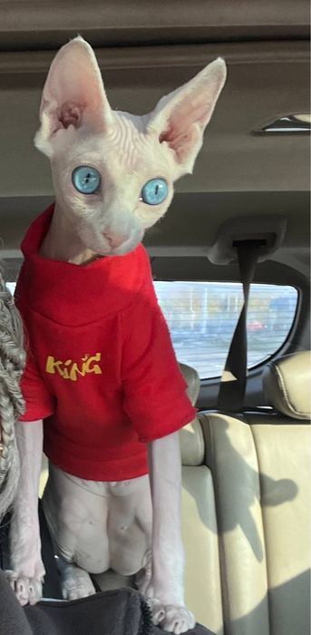 Ищем кота сфинкса для вязки