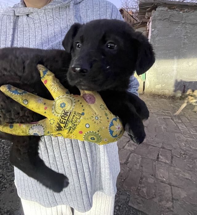 Цуценя, 3 місяці