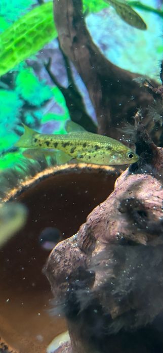 Chapalichthys  pardalis