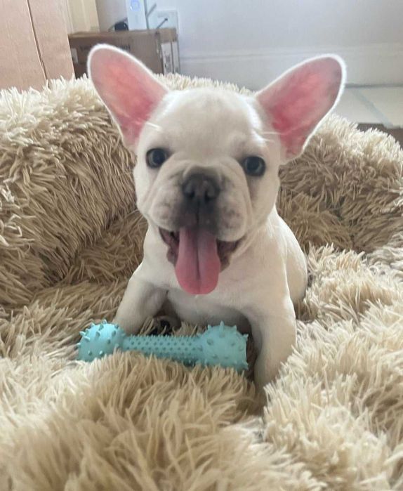 Щенки французского бульдога нежный окрас крем!