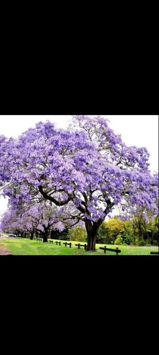 Павловния медонос