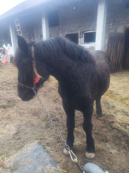 Sprzedam Zrębice pół perszeron