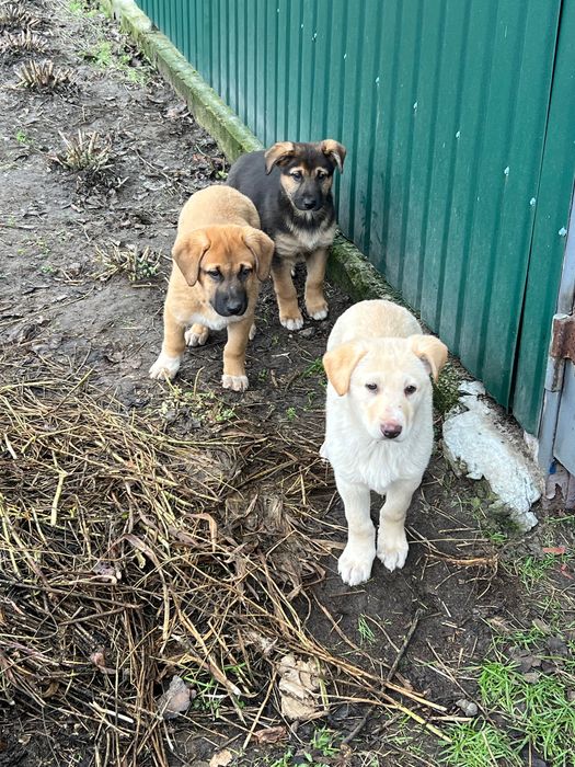 Цуценята хлопчики в добрі руки