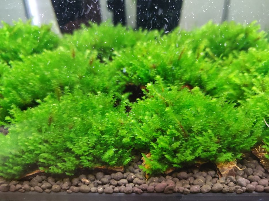 Mech na kawałku kokosa Distichophyllum Hookeriaceae sp. Rare Moss