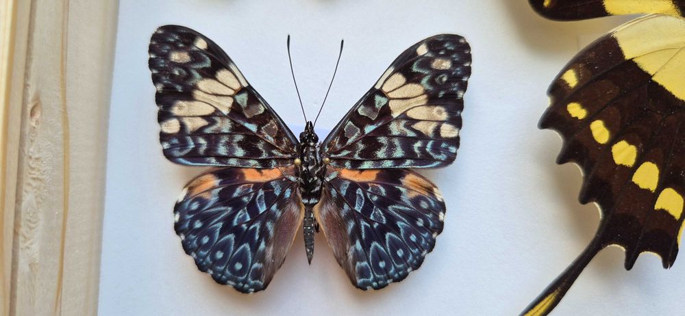 Gablotka motyle Morpho godarti didius Papilio Cyrestis i inne na ścianę