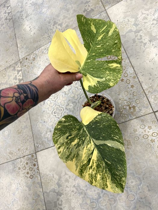 Monstera Thai Legacy , kolekcjonerska