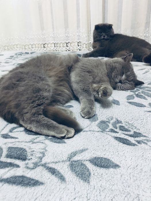 Шотландські кошенята/Шотландські котята/котики/ Scottishfold/straight