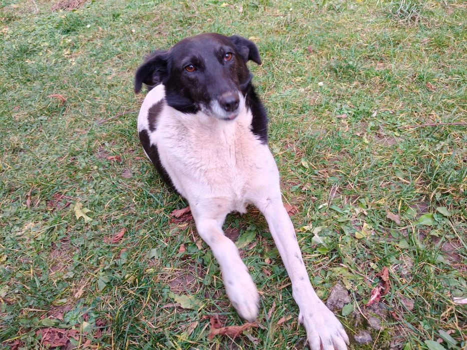 Надзвичайно добра і спокійна собака шукає дім