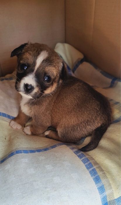 Цуценятка маленької собачки