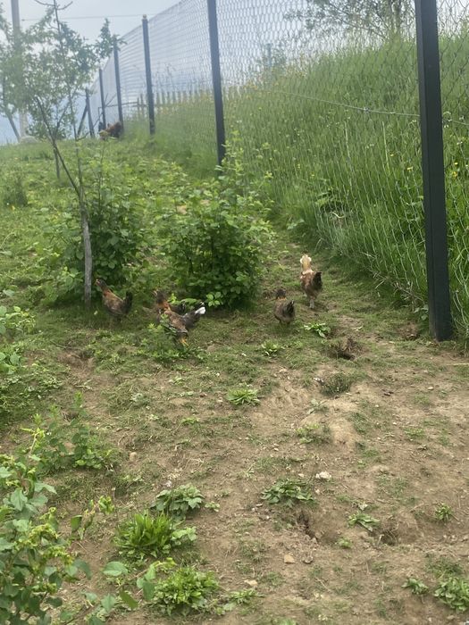 бентамки  молоді