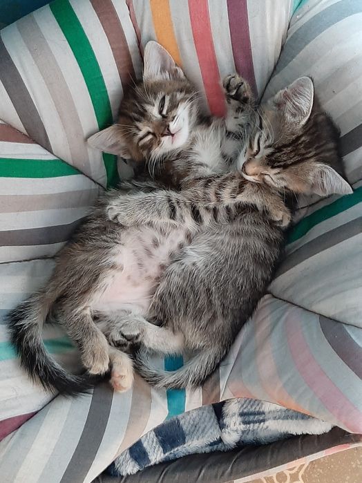 Котята ищут дом, бесплатно.