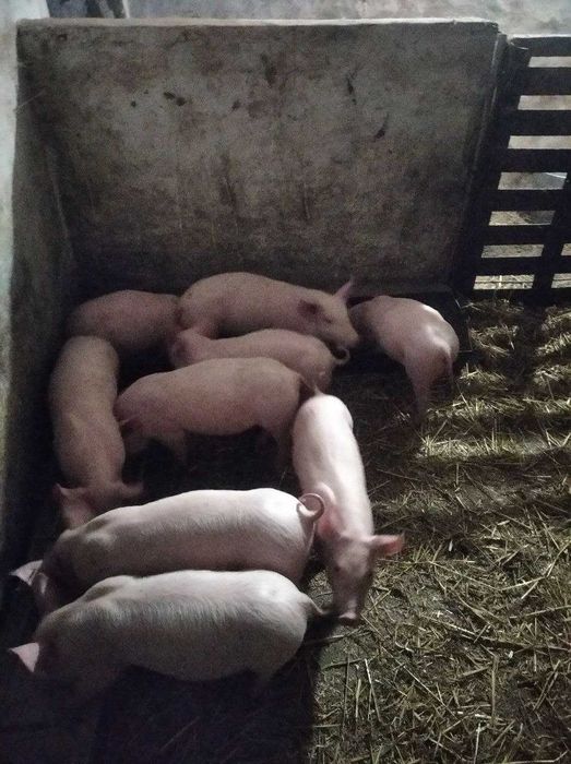 продам поросята.