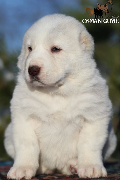 Крута дівчинка САВ Середньоазіатської вівчарки алабай