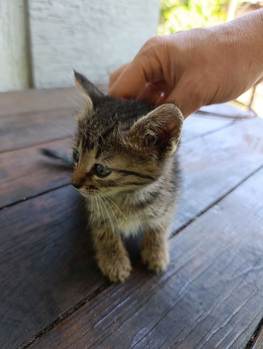 Кошеня 1.6 місяця