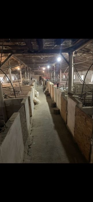 Ферма свиноферма вівчарня