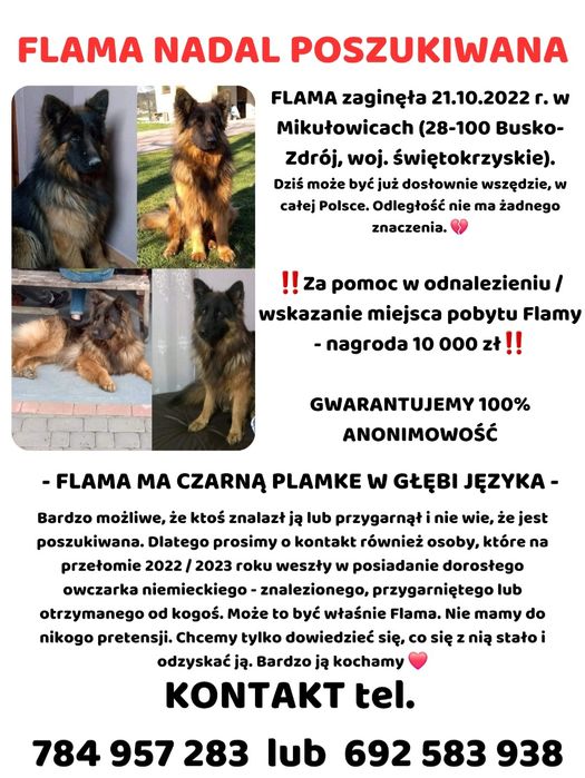 Owczarek niemiecki zaginiona
