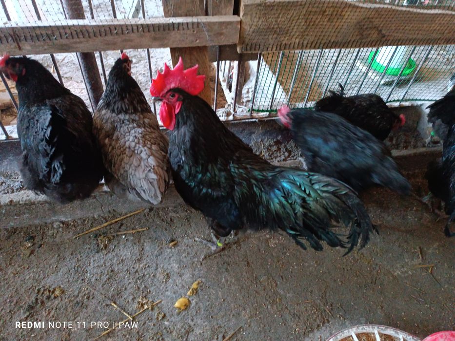 PROMOCJA na koguty Lakenfelder Marans Australorp lęgowe Amrock